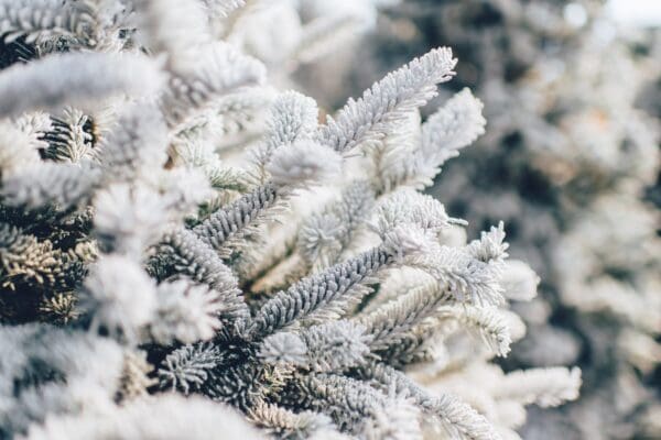 Ongemak met Kerst